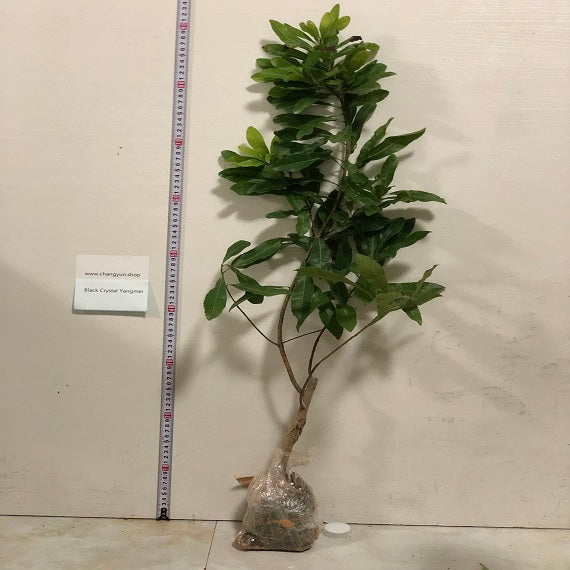 Grafted Black Crystal Yangmei Plant With Pot