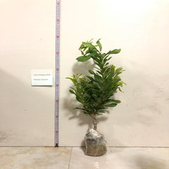 Grafted Dongkui Yangmei Plant With Pot