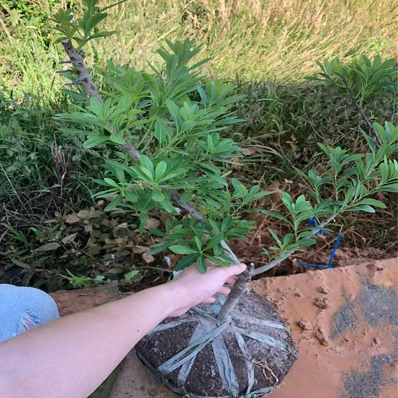 Grafted Male Yangmei Rare Boot Plant