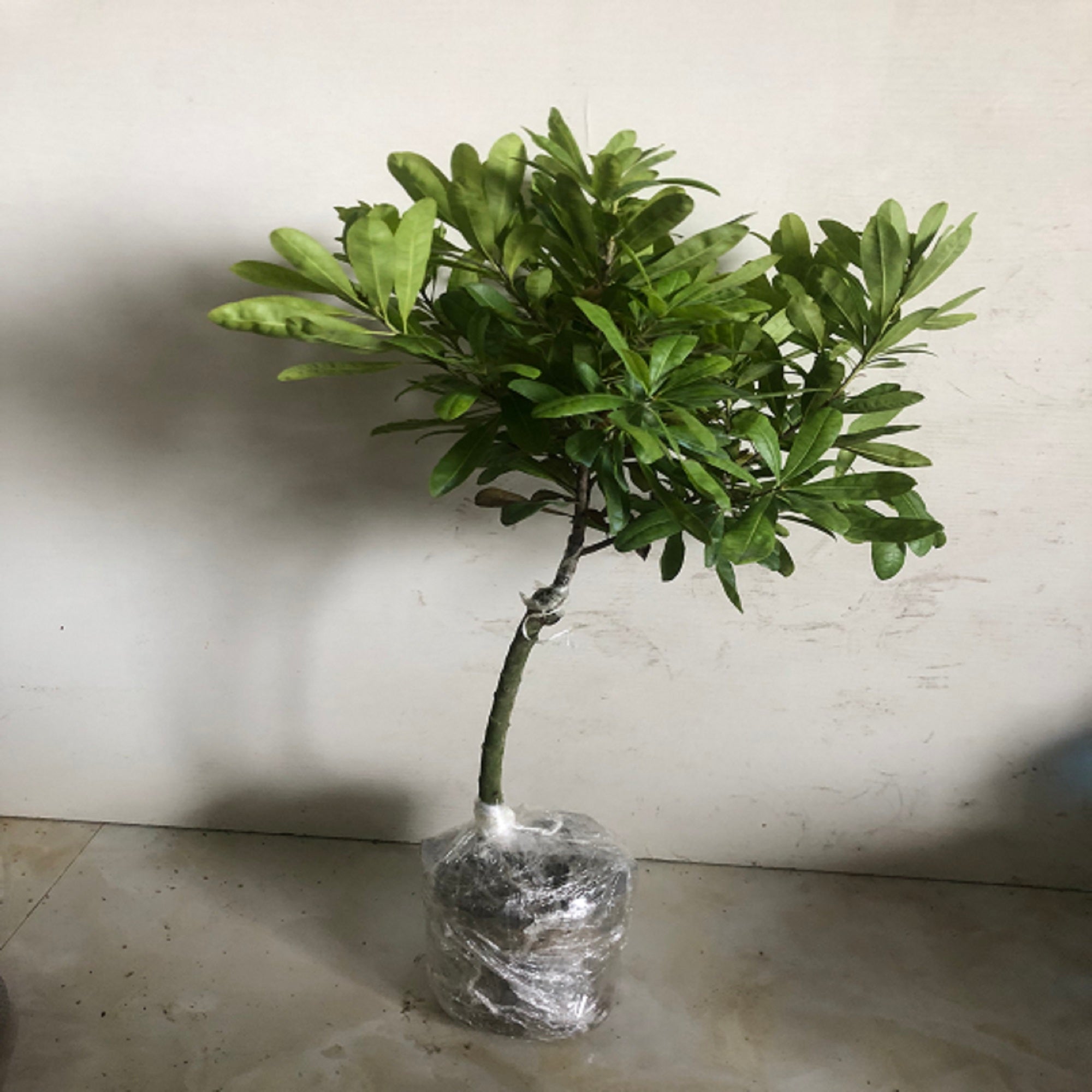 Grafted Wusu Yangmei Plant With Pot