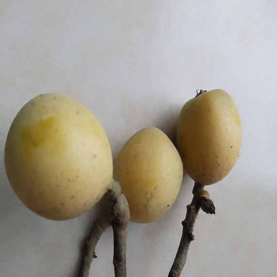 Grafted Snow White Loquat Plant