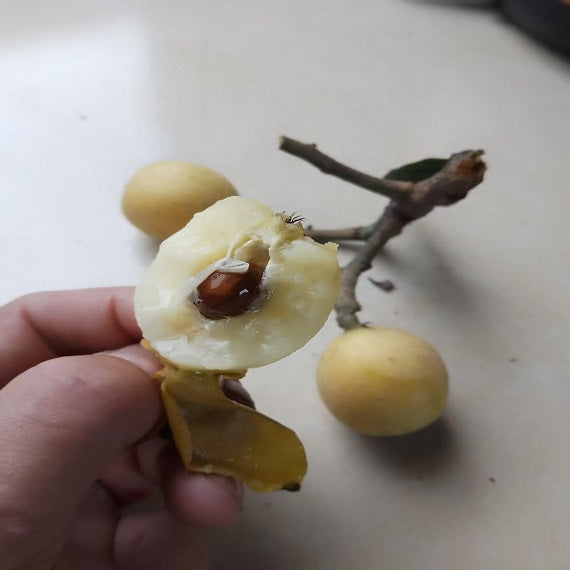 Grafted Snow White Loquat Plant