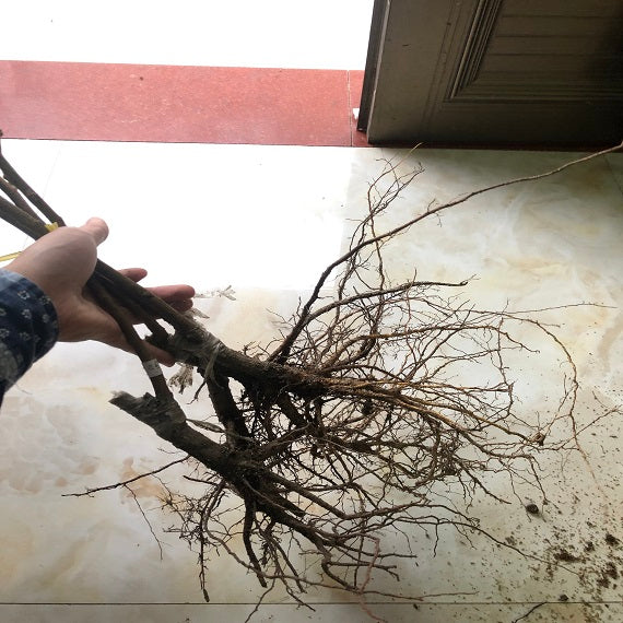 Grafted Snow White Loquat Plant