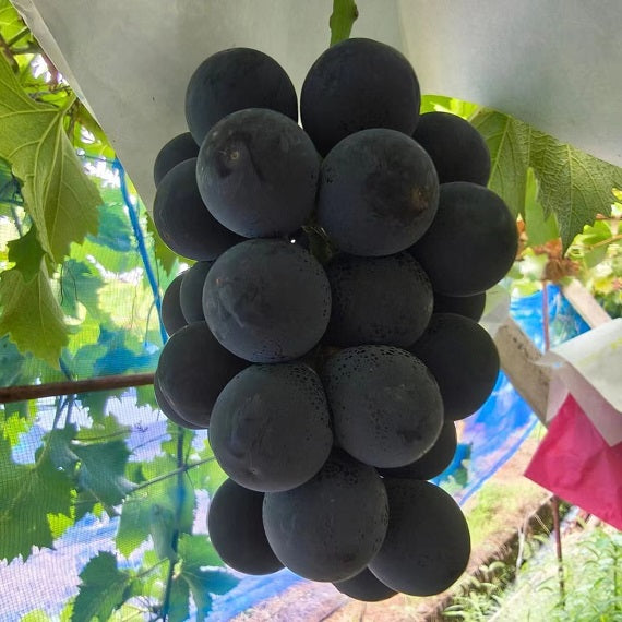 Grosz Krone Grape Cutting