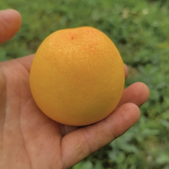 Taiwanese Tropical Yellow Oil Peach Scion