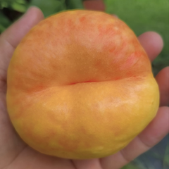 Late Oil Pan N7 Peach Scion