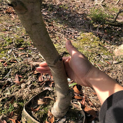 Grafted Dongkui Yangmei With Flower Buds Pot Plant