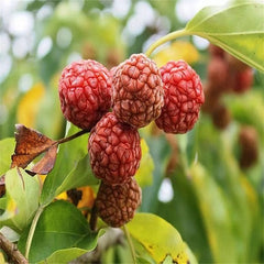 Maclura tricuspidata seeds