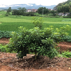 Grafted Dongkui Myrica rubra tree(Three age)