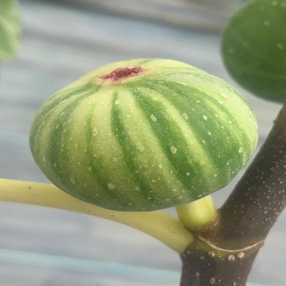 Variegated Jolly Tiger Fig Plant