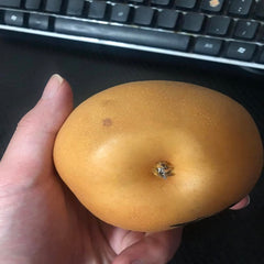 Jangsu Pear Scion