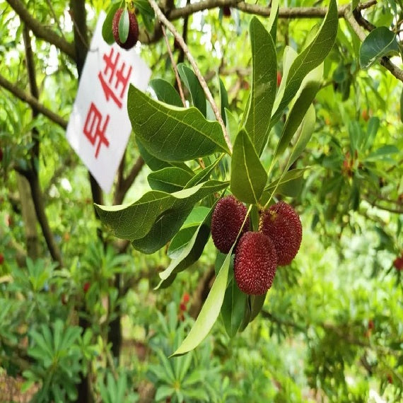 Grafted Zaojia Myrica Rubra Plant