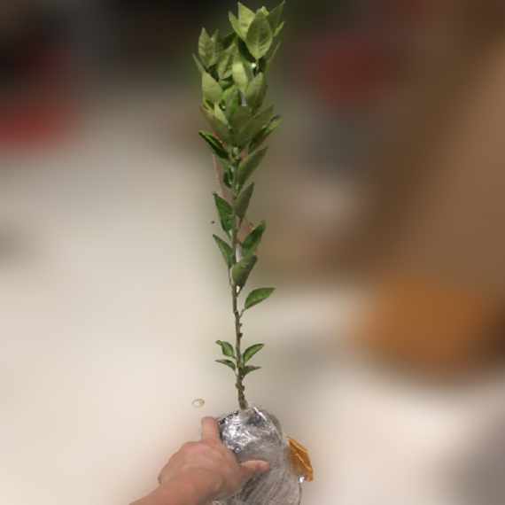 Grafted Mihaya Citrus Plant