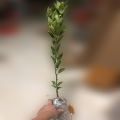 Grafted Mihaya Citrus Plant