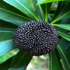 Black carbon Myrica rubra tree