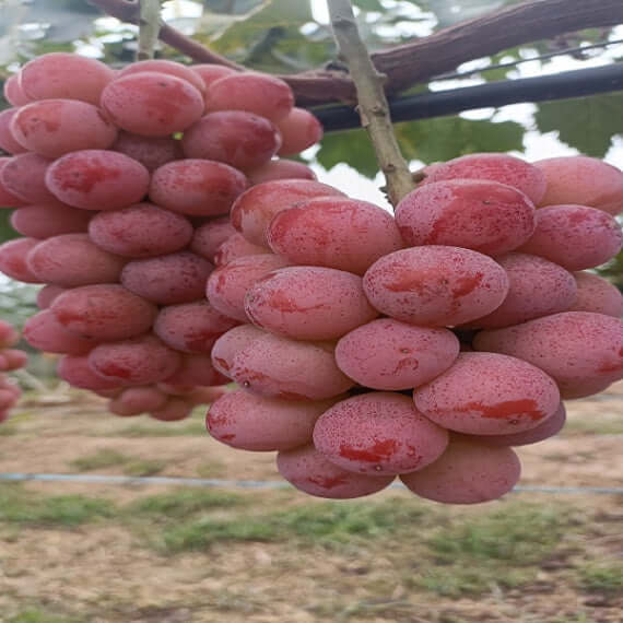 Ruby Roman Grape Plant