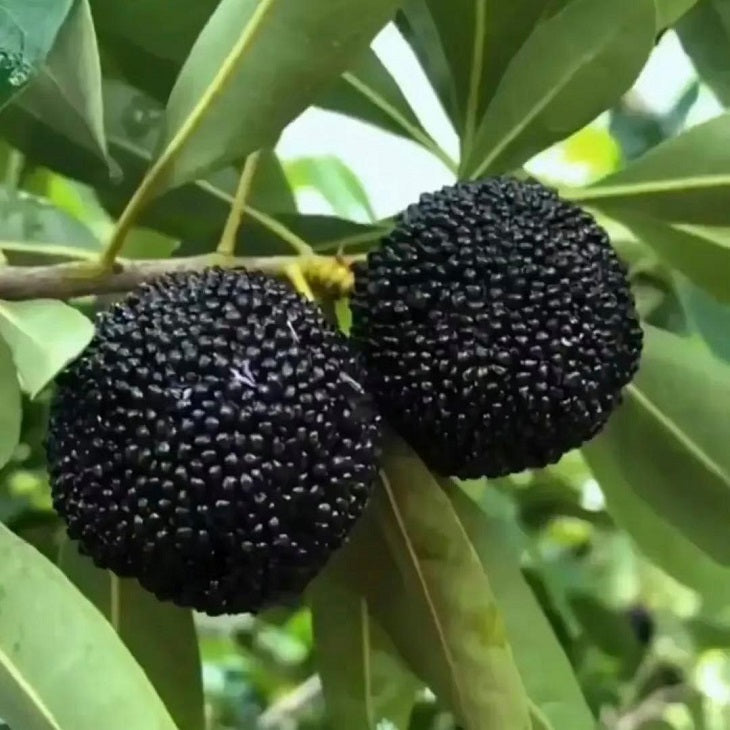 Black carbon Myrica rubra tree