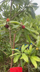 Black Carbon Yangmei Tree 4cm （Bear Fruit）+ Hard Silk Yangmei Tree 2.5cm（Bear Fruit）