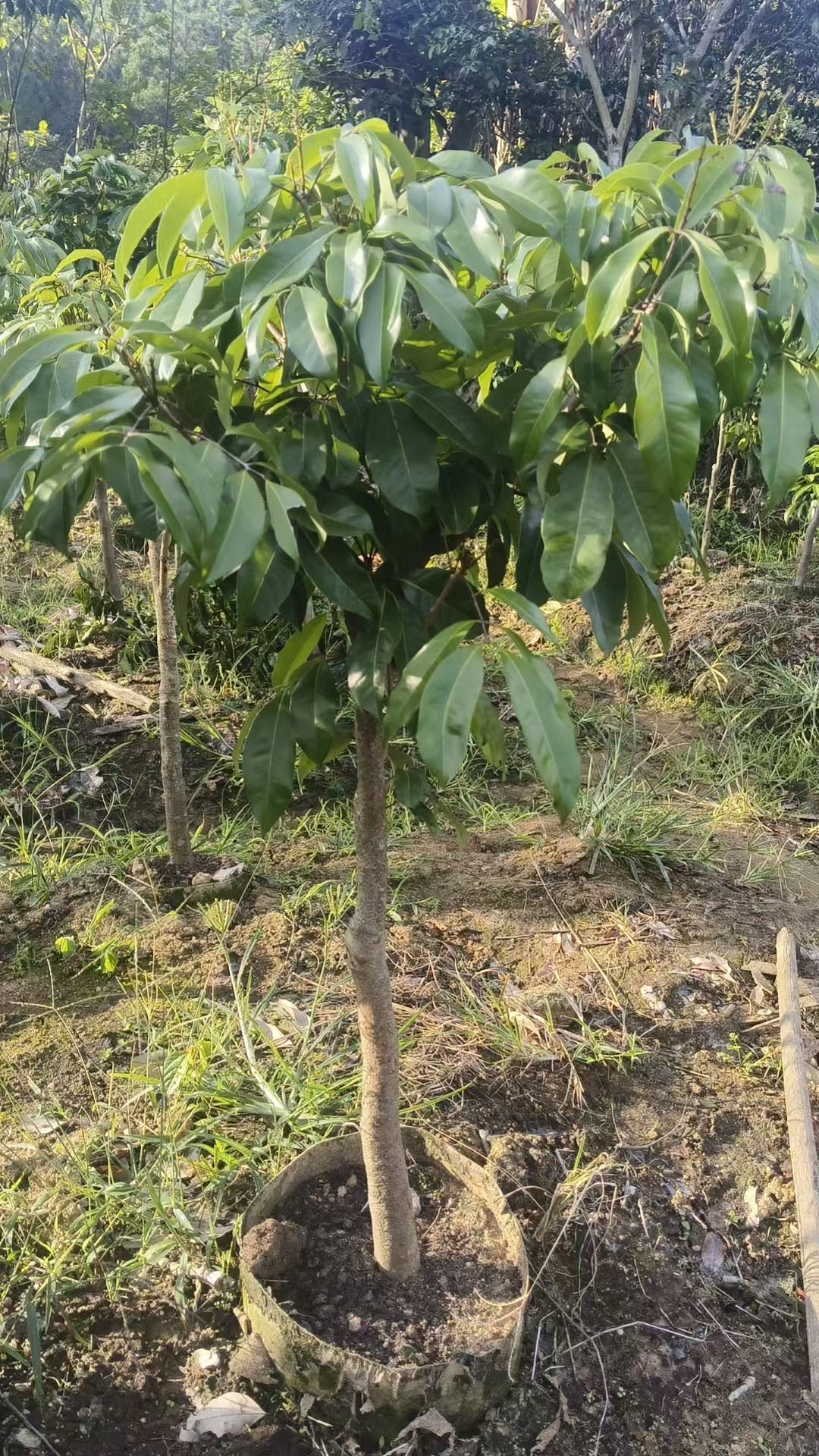Grafted Xianjinfeng Lychee Plant