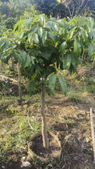Grafted Xianjinfeng Lychee Plant