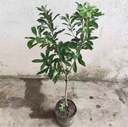 Grafted Dongkui Myrica rubra tree(One age)