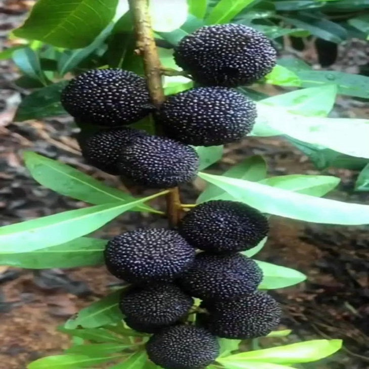 Black carbon Myrica rubra tree