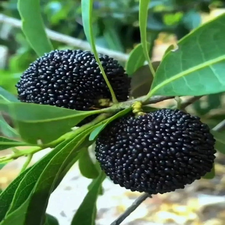 Black carbon Myrica rubra tree