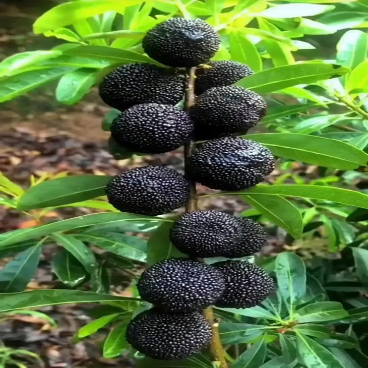 Black carbon Myrica rubra tree