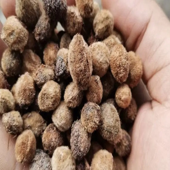 Yangmei seeds