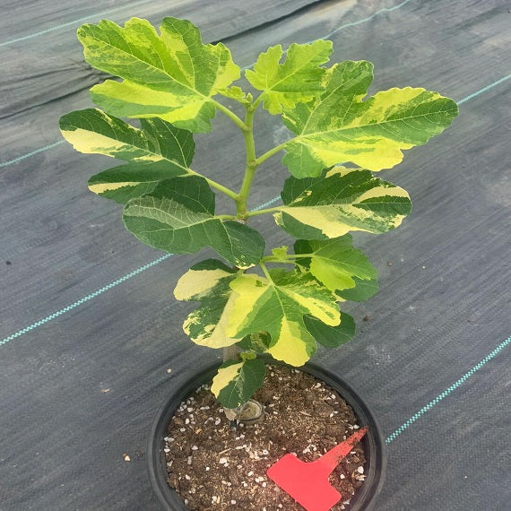 Variegated Jolly Tiger Fig Plant