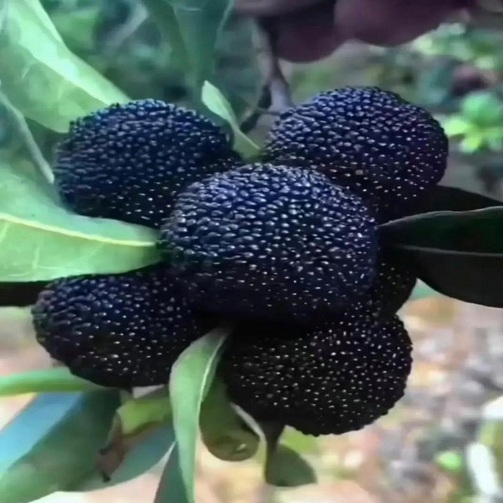 Black carbon Myrica rubra tree