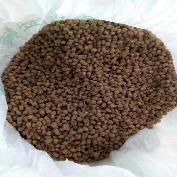 Yangmei seeds - ChangYun