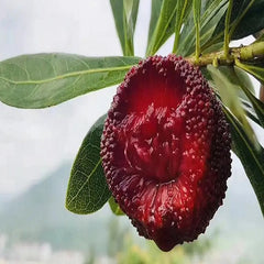 Grafted Dongkui Myrica rubra tree(Two age)